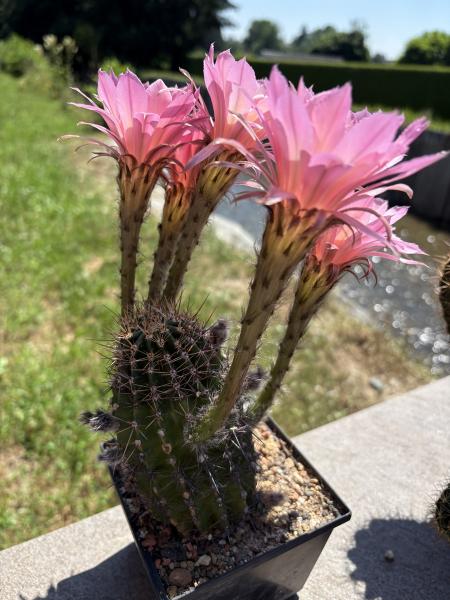 Echinopsis morgenrot